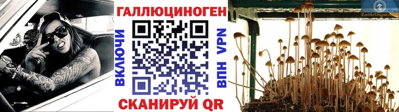 Псилоцибиновые грибы Psilocybe  Купить где  Бодайбо 